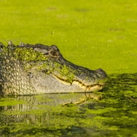 Louisiana, jezero Martin. Alligator Basking na potopljenom dnevniku. Poster Print Jaynes Gallery