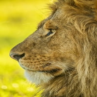 Portret izbliza profila muškog lavovog lica; Tanzania Poster Print Nick Dale 33294256