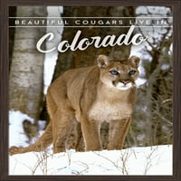 Lijepe Cougars žive u Koloradu - Cougar u snijegu - fotografija
