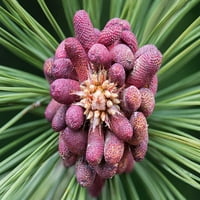 Forming Pine Cone Poster Print Stan Hellmann