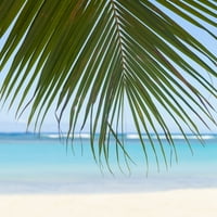 Prekrasan čist dan na bijeloj pješčanoj plaži sa kokosovim palminim stablom zadržitelje visi gore; Honolulu,