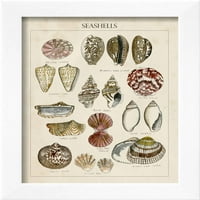 Seashell skice I, životinje uramljena umjetnost tiskana zidna umjetnost Naomi McCavitt koja je prodala