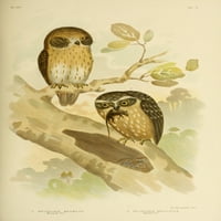 Ptice Australije BoobOok & Spotted Sove Poster Print G.J. Broinowski