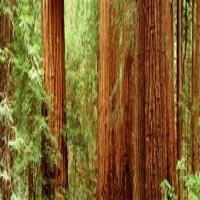 Panoramske slike PPI34995L Crveno drvo Muir Woods CA USA Poster Print panoramskim slikama - 12