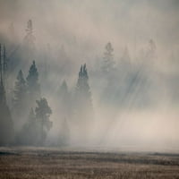 -Wyoming-Yellowstone Nacionalni park-rano jutarnje magla sa lakim zracima kroz stabla Poster Print -