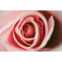 Berzel, Erin crna modernog uokvirenog muzeja Art Print pod nazivom - ružičasta ruža