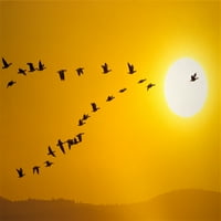 Kanada Geese migracije u zalasku sunca kompozitnog postera