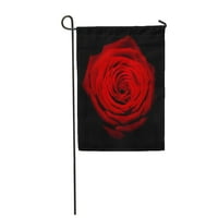 Vrt makro radarskog crvenog ruža Botaničkih obljetnica za zastavu za zastavu Kućni transpant