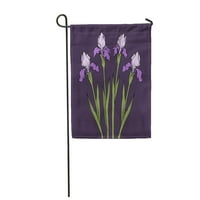 Lijepa iris Beauty Bloom Botanical Botanička kolekcija Crtanje zastava Flora Garden Zastava Dekorativna