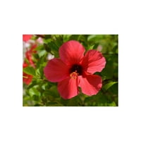 Crveni hibiskusni reznice Havajska FA371