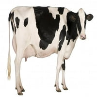 Holstein krav zid naljepnica Wallmonkeys ogulje i palica Grafički grafički WM321691