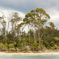 Australija, Tasmanija, Eukaliptus na plaži Veliki osvetli Fortescue Bay Tasman poluotok Poster Print Trish Drury